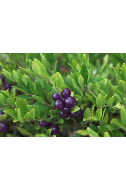 Жимолость шапкова декоративні пло